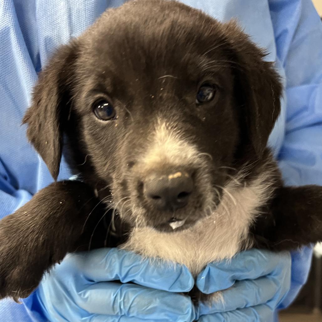 Draven, a Adoptable Mixed Breed in Moab, UT image 2/6