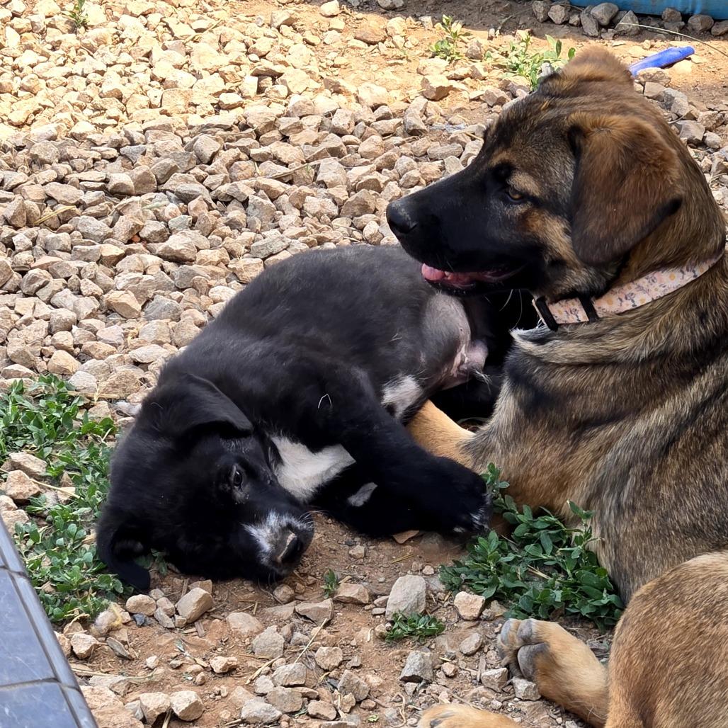 Draven, Adoptable, Young Male Mixed Breed.