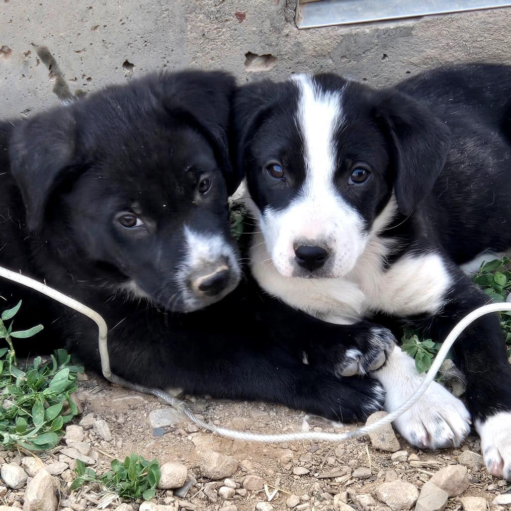 Draven, a Adoptable Mixed Breed in Moab, UT image 3/6