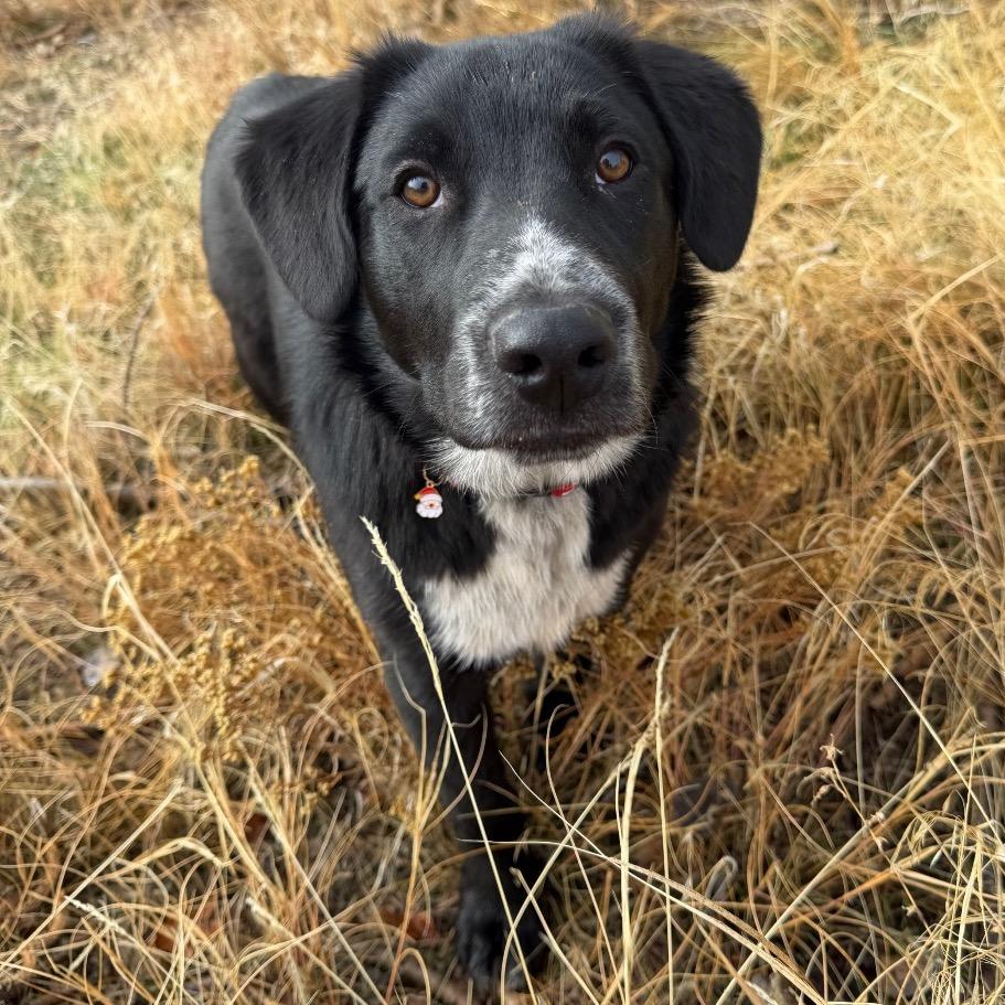 Enlarge Draven, a Adoptable Mixed Breed in Moab, UT image 4/6