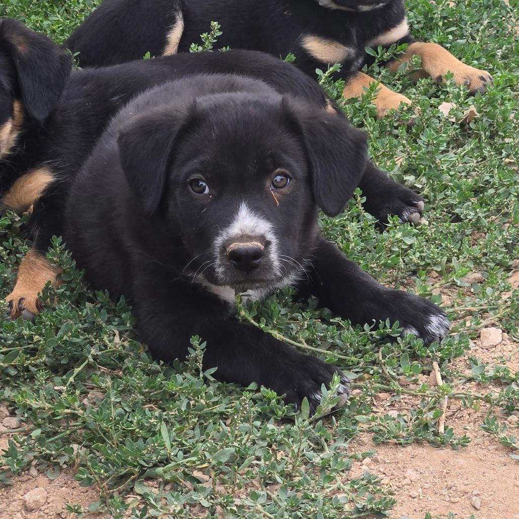 Draven, a Adoptable Mixed Breed in Moab, UT image 4/6