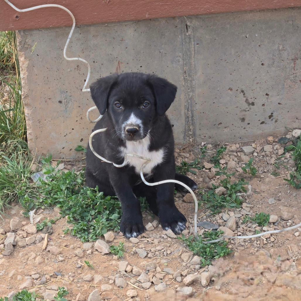 Draven, a Adoptable Mixed Breed in Moab, UT image 6/6