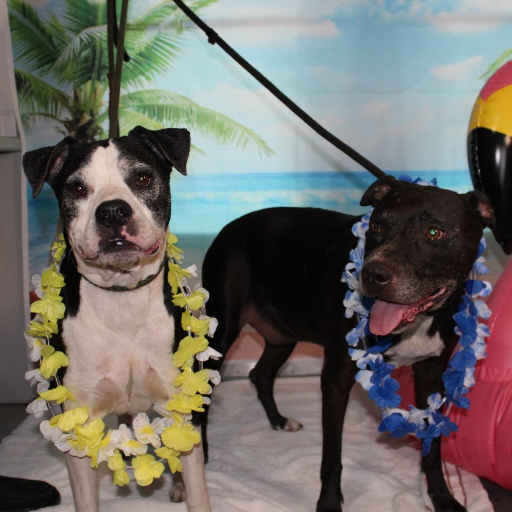 Stella, a Adoptable mixed breed in Ocala, FL image 5/6