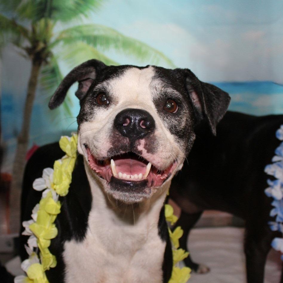 Stella, a Adoptable mixed breed in Ocala, FL image 4/6