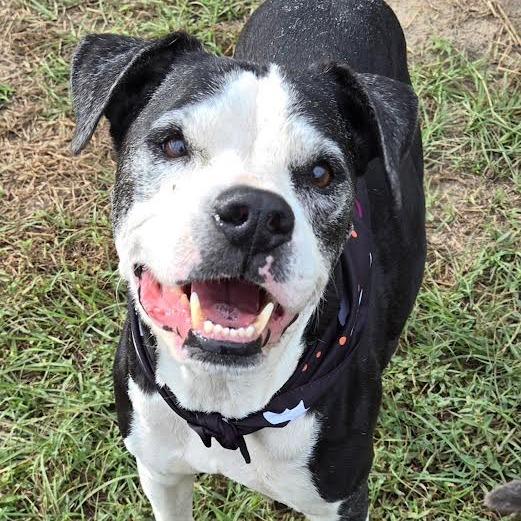 Stella, Adoptable, Senior Female American Bulldog.