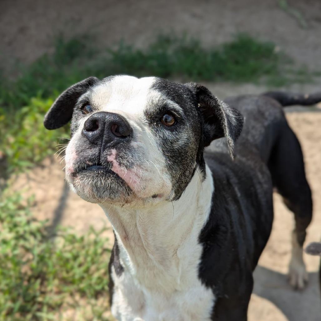 Stella, a Adoptable mixed breed in Ocala, FL image 3/6