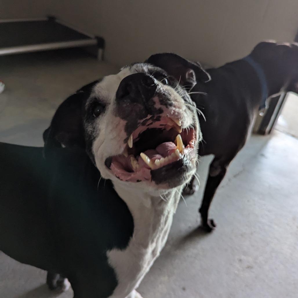 Stella, a Adoptable mixed breed in Ocala, FL image 6/6