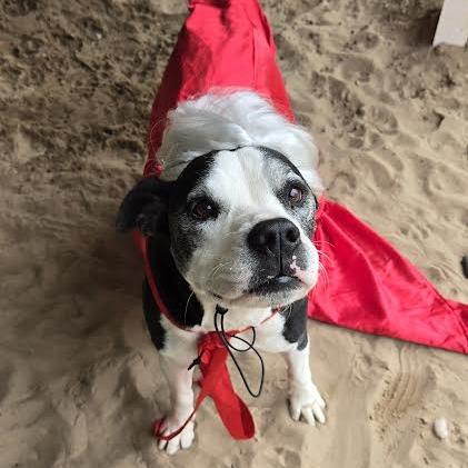 Stella, Adoptable, Senior Female American Bulldog.
