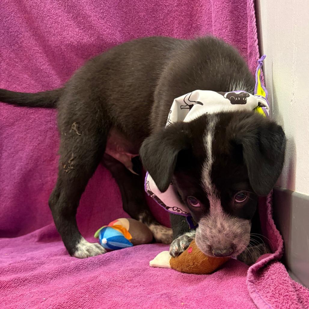 Hank Williams Jr — thumbnail 2