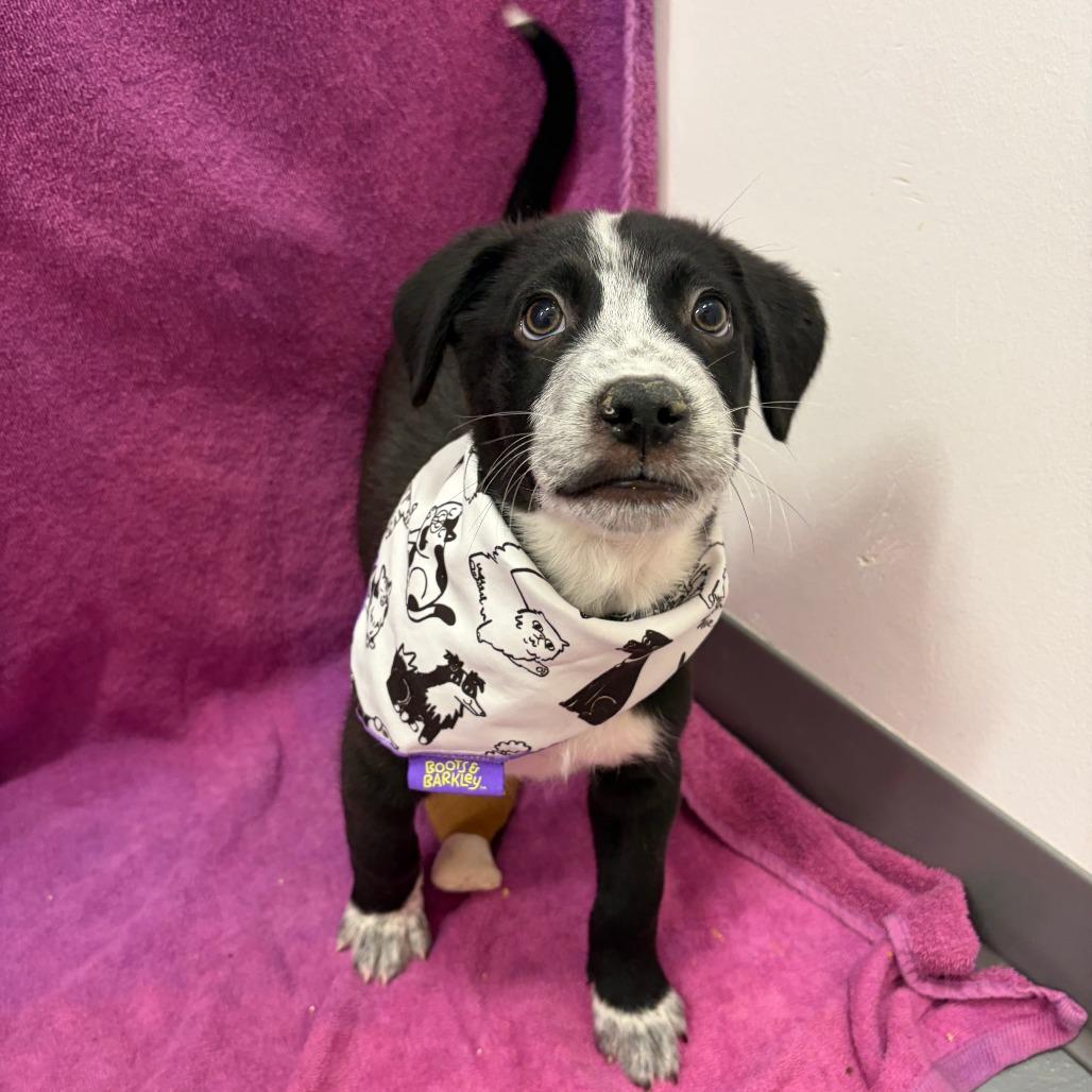 Hank Williams Jr — thumbnail 3