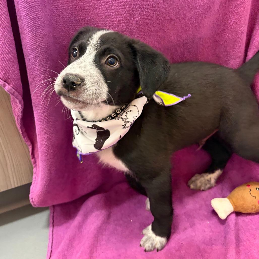 Hank Williams Jr — thumbnail 4