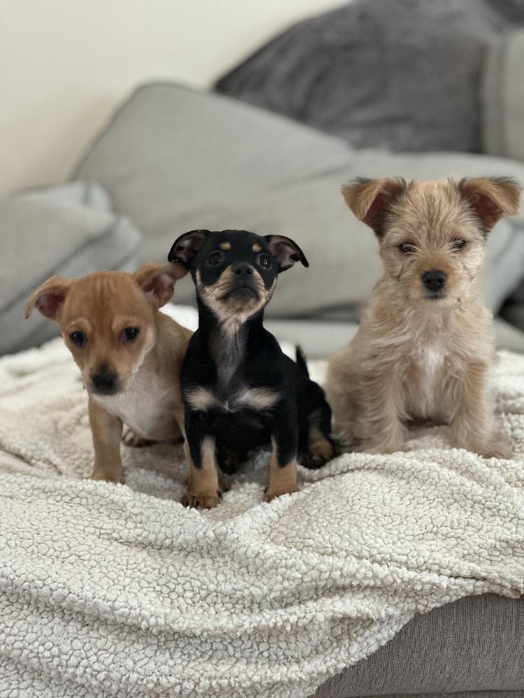 Snoop, Adoptable, Puppy Male Chihuahua & Miniature Pinscher.