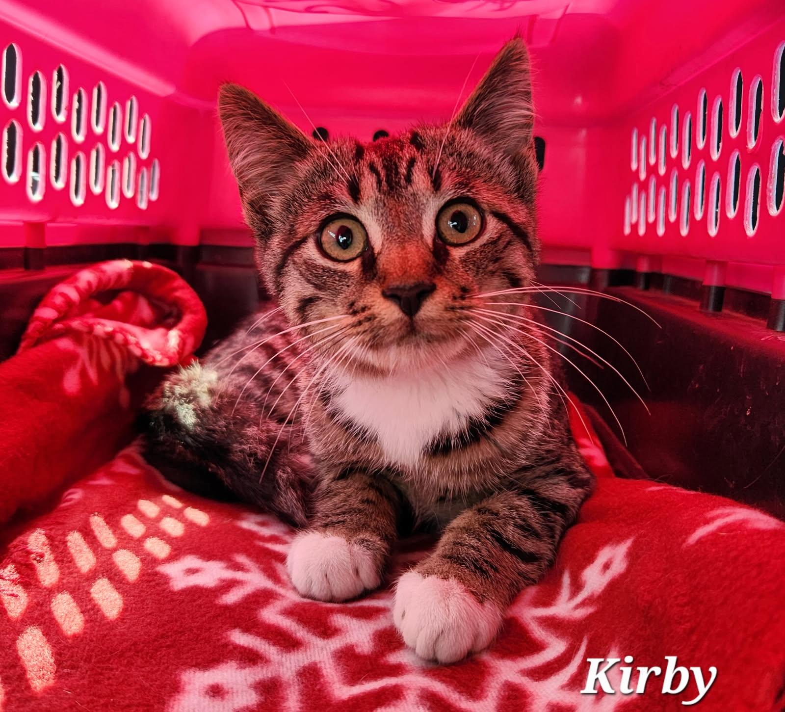 Kirby, ADOPTABLE, Young Male Domestic Short Hair.