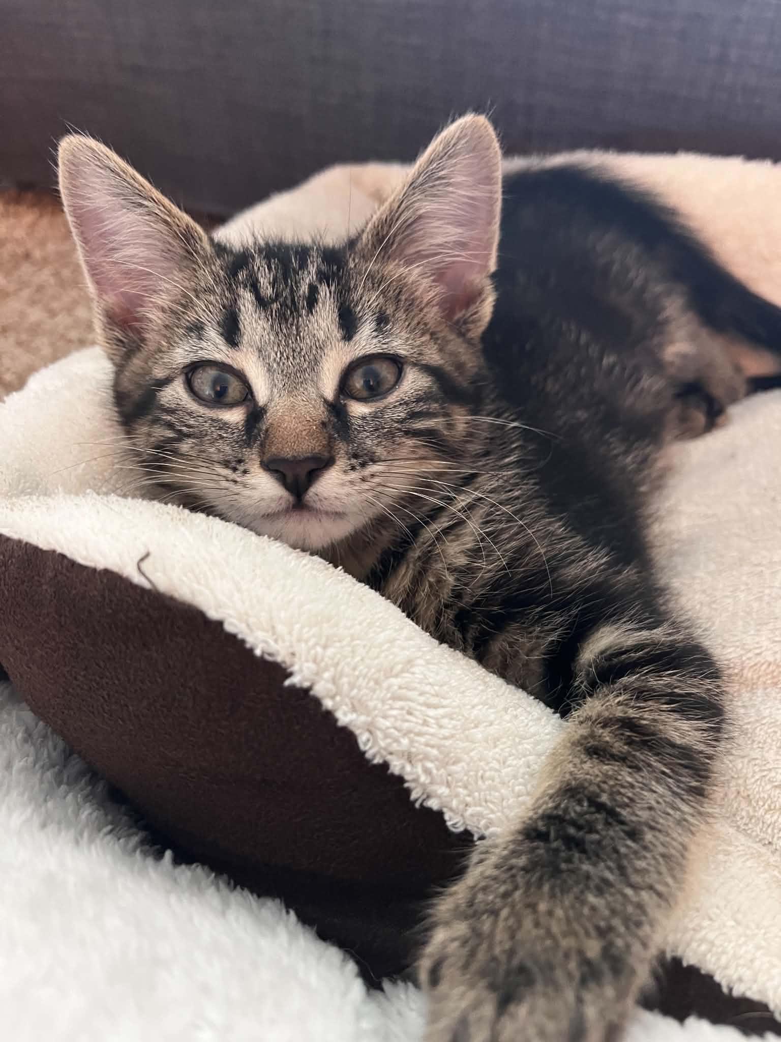 Fudge, ADOPTABLE, Kitten Male Domestic Short Hair.