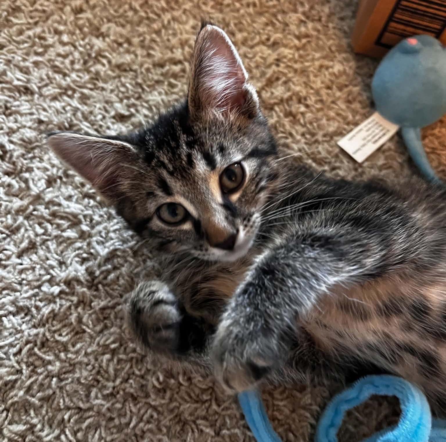 Enlarge Fudge, a ADOPTABLE Domestic Short Hair in Grand Rapids, MI image 2/2