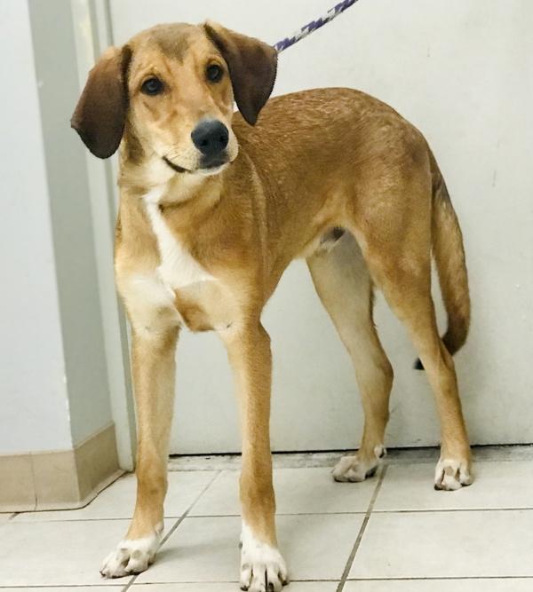 Slugger, Adoptable, Adult Male German Shepherd Dog & Hound.