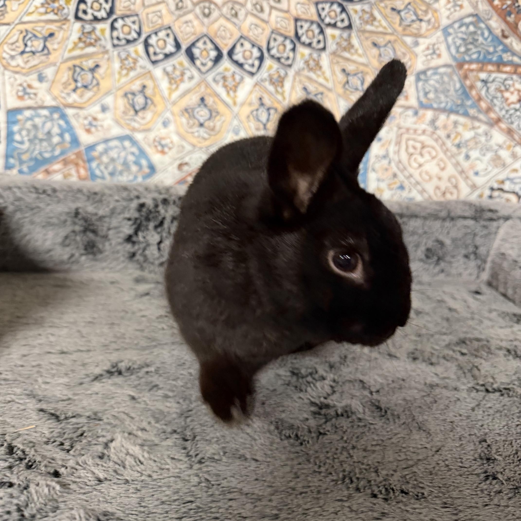 Enlarge QUINN, an adopted Dwarf in Forest Hills, NY image 2/6