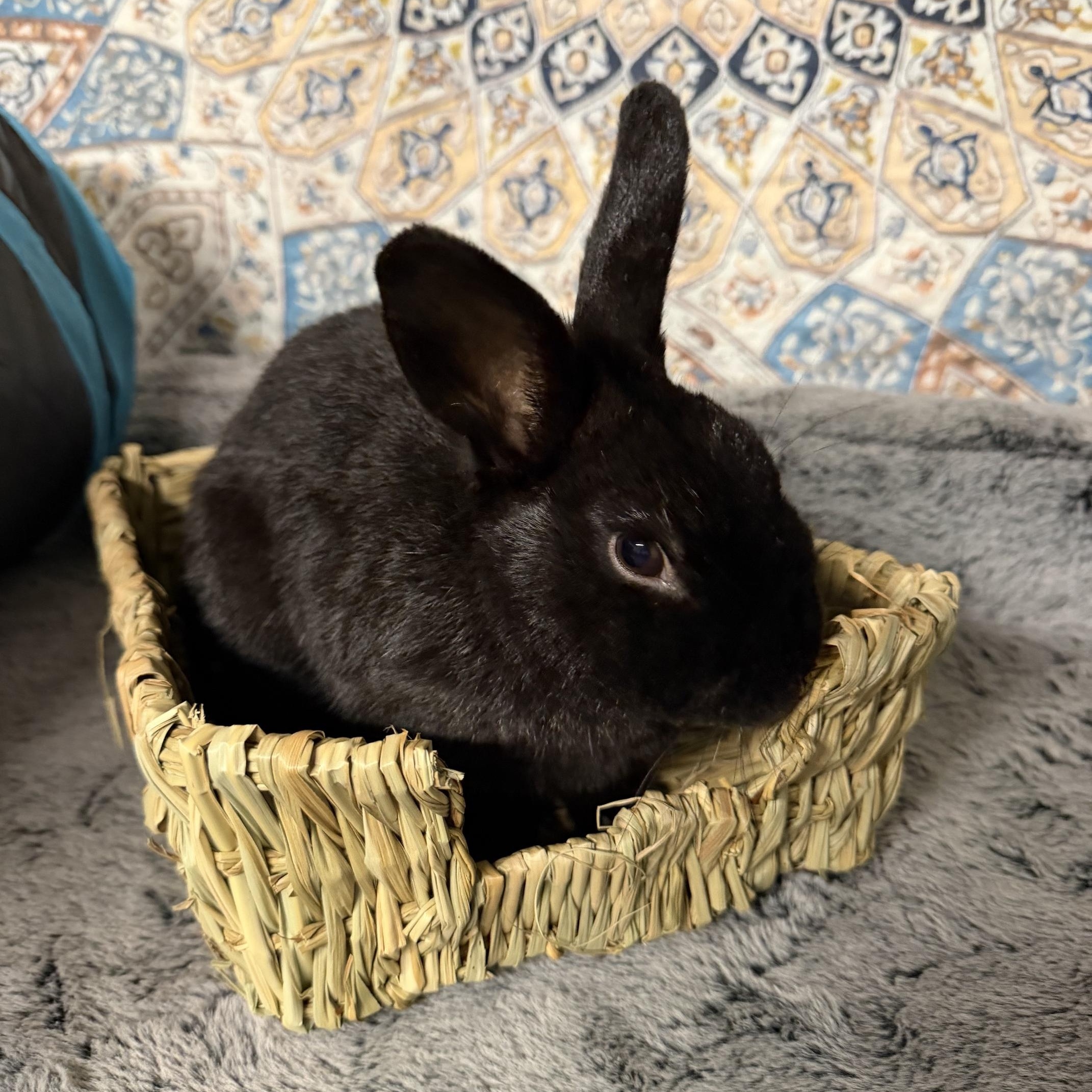 QUINN, adopted, Young Male Dwarf.