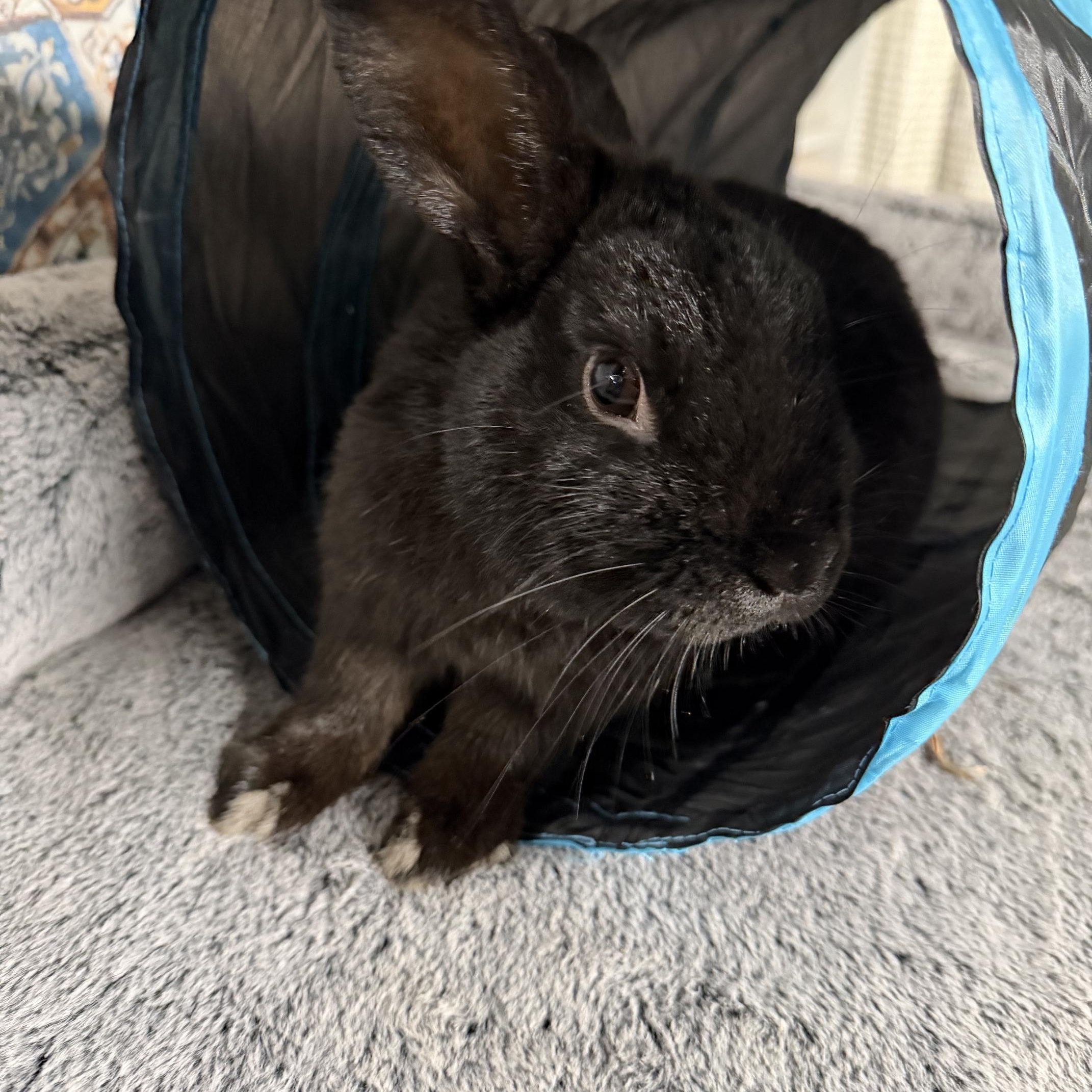 Enlarge QUINN, an adopted Dwarf in Forest Hills, NY image 3/6