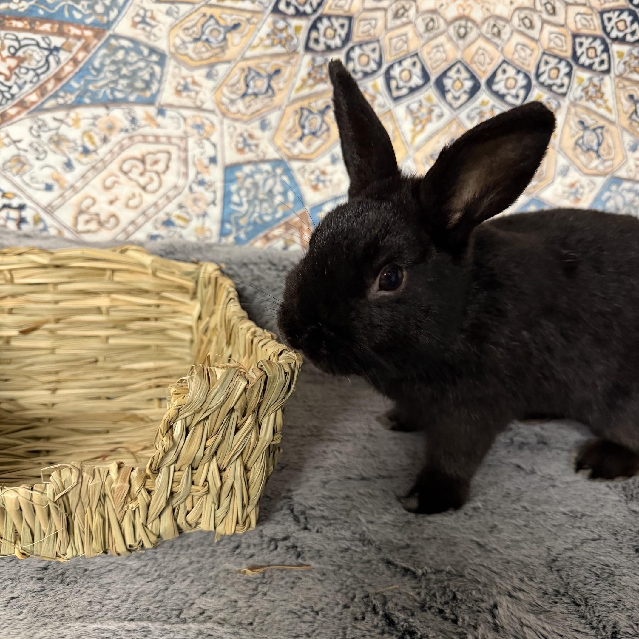 Enlarge QUINN, an adopted Dwarf in Forest Hills, NY image 6/6
