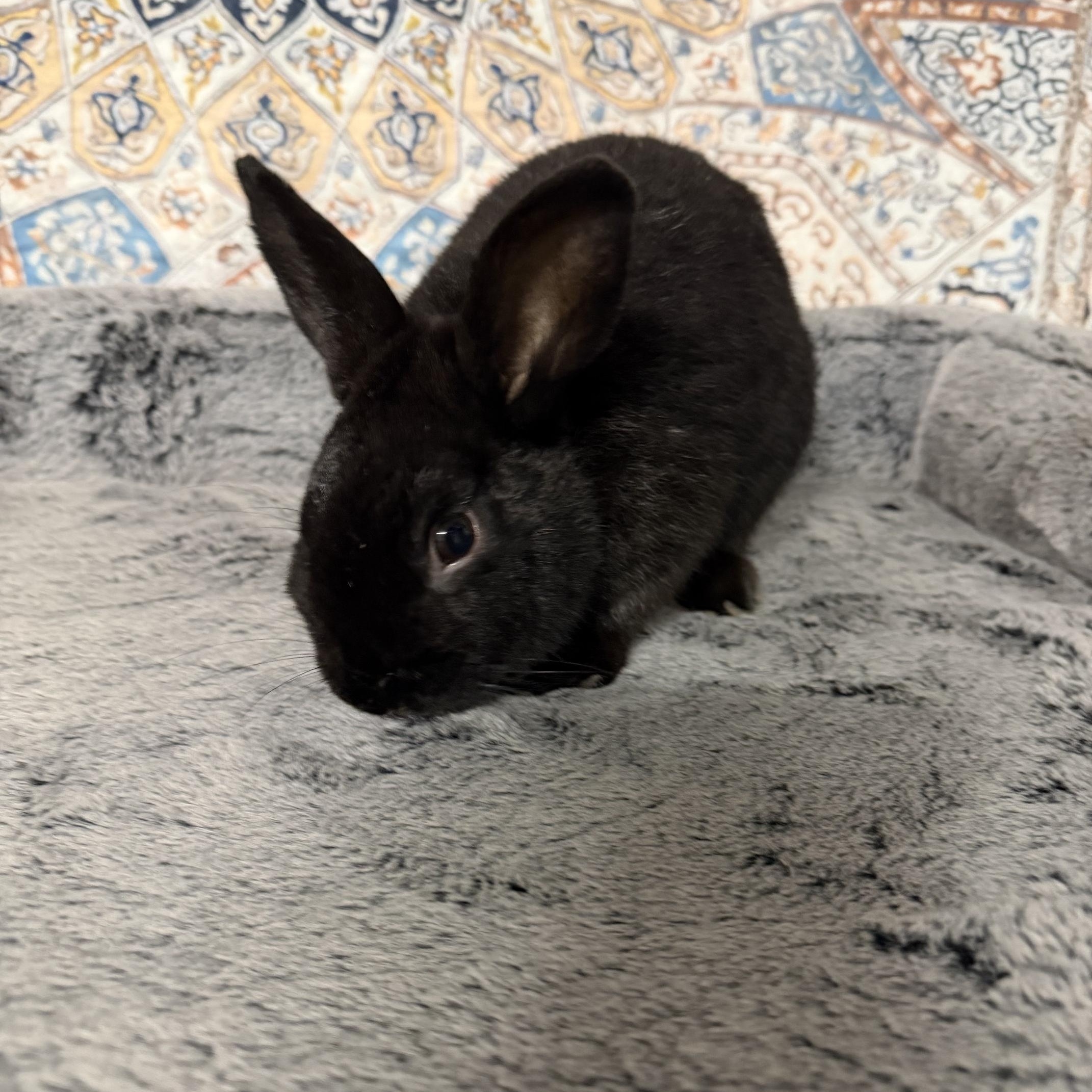 Enlarge QUINN, an adopted Dwarf in Forest Hills, NY image 5/6