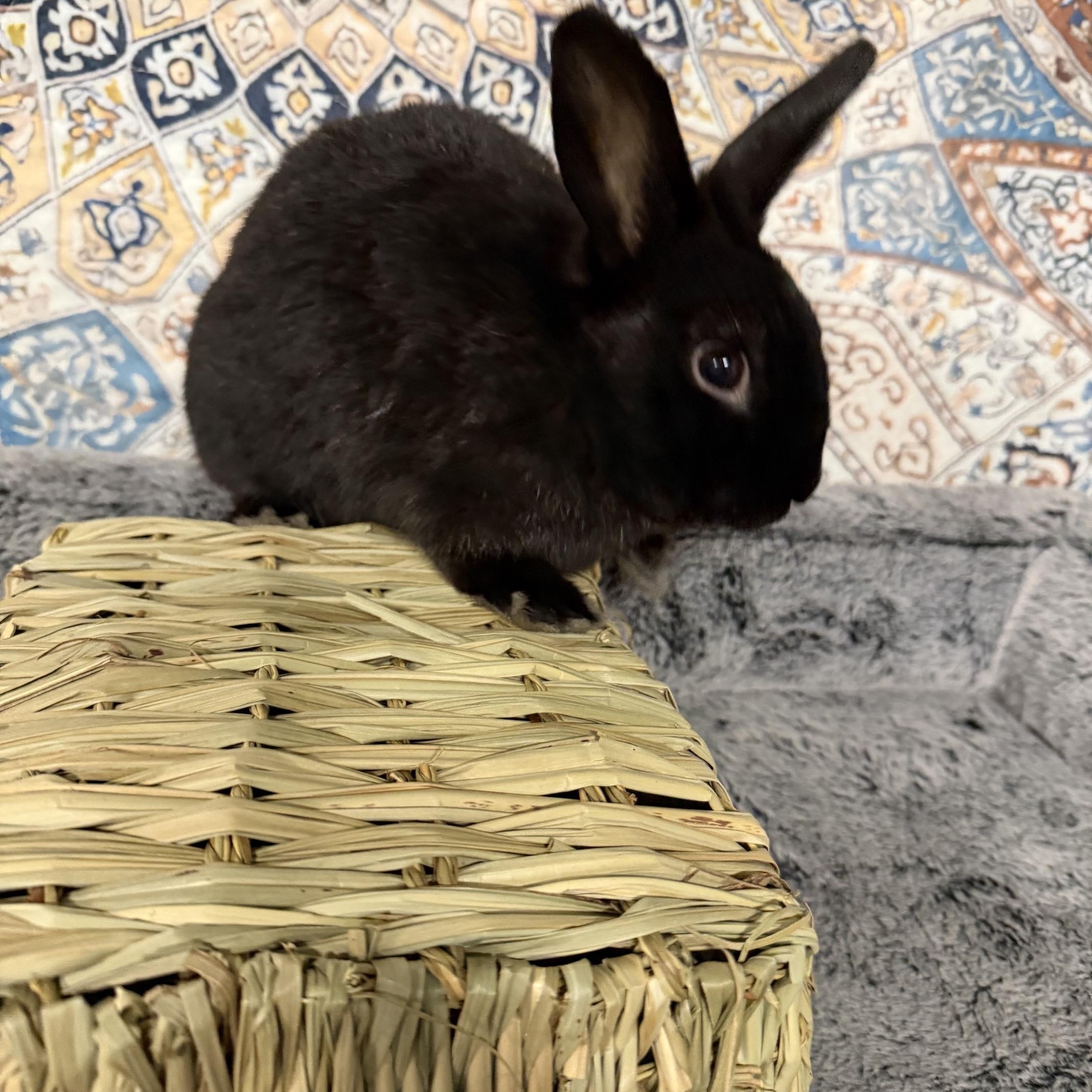 Enlarge QUINN, an adopted Dwarf in Forest Hills, NY image 4/6
