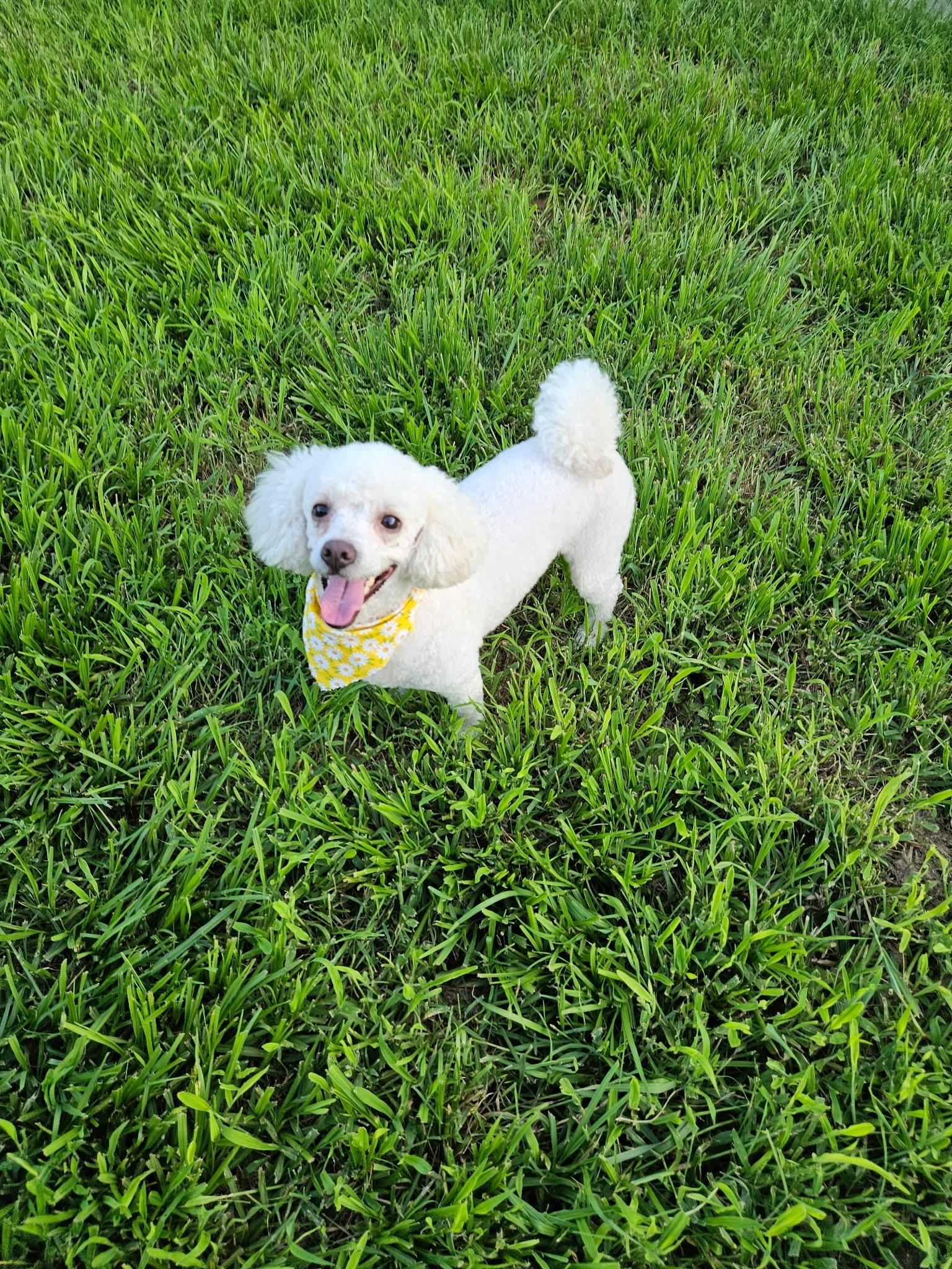 Enlarge Angel, a Adoptable mixed breed in Houston, TX image 1/5