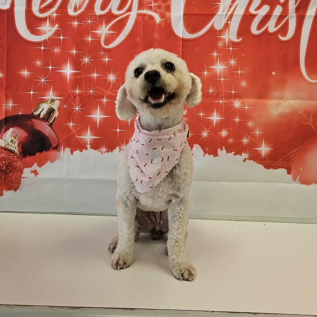 Angel, a Adoptable mixed breed in Houston, TX image 5/6