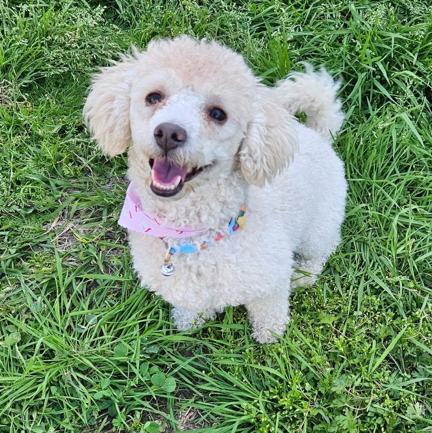 Angel, Adoptable, Young Female Poodle.