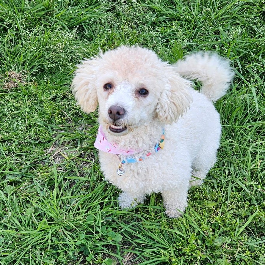 Angel, a Adoptable mixed breed in Houston, TX image 3/6