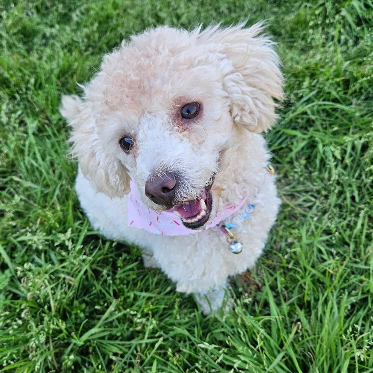 Angel, a Adoptable mixed breed in Houston, TX image 2/6