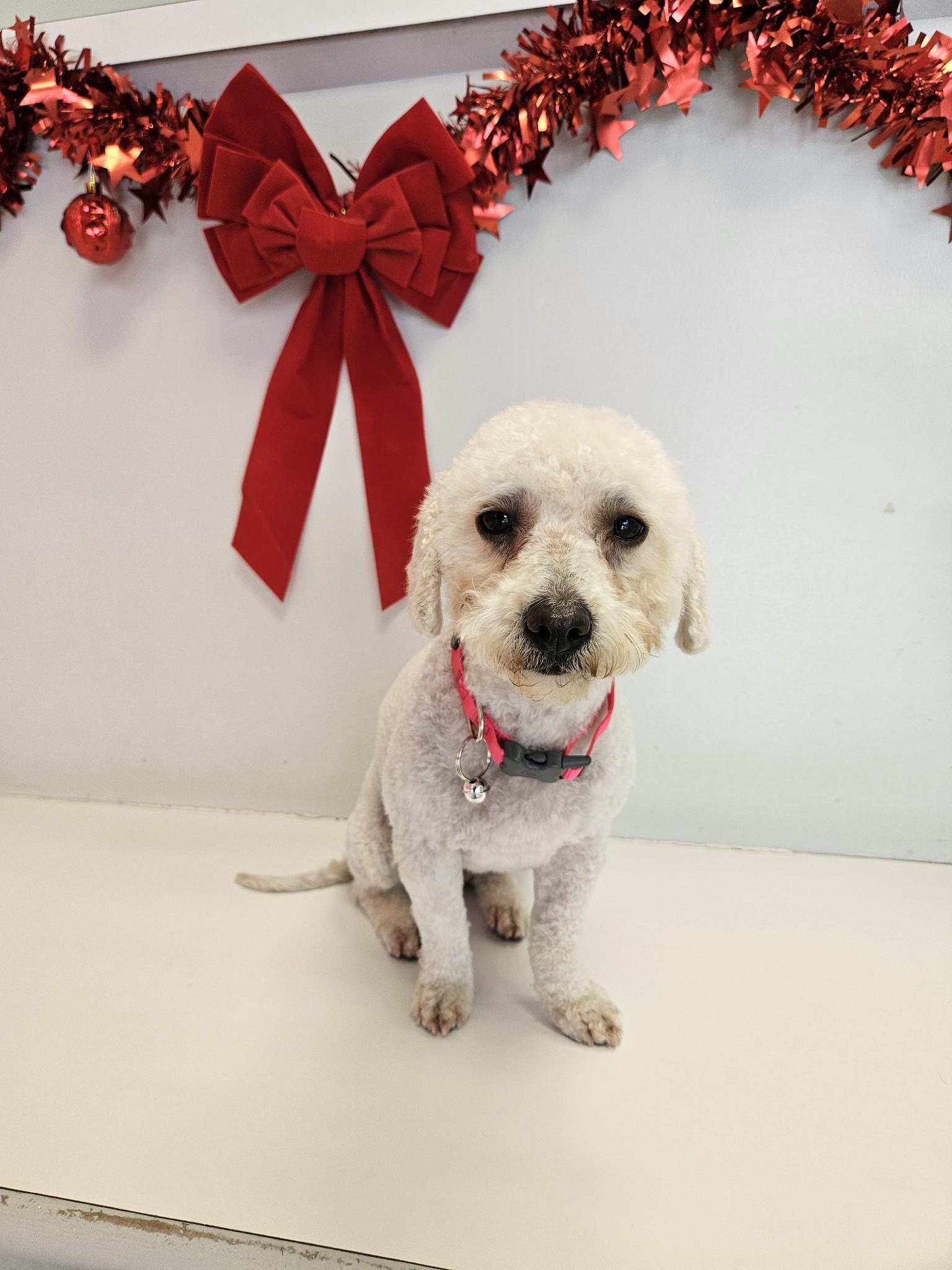 Angel, a Adoptable mixed breed in Houston, TX image 6/6