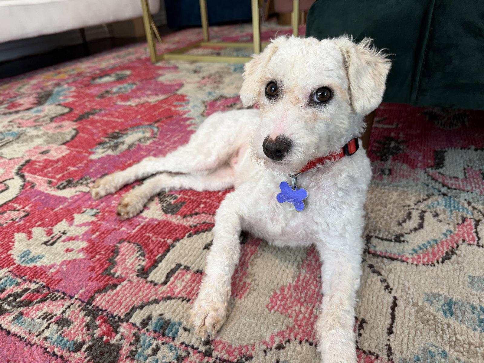 Marta, a Adopted Poodle in Los Angeles, CA image 1/3