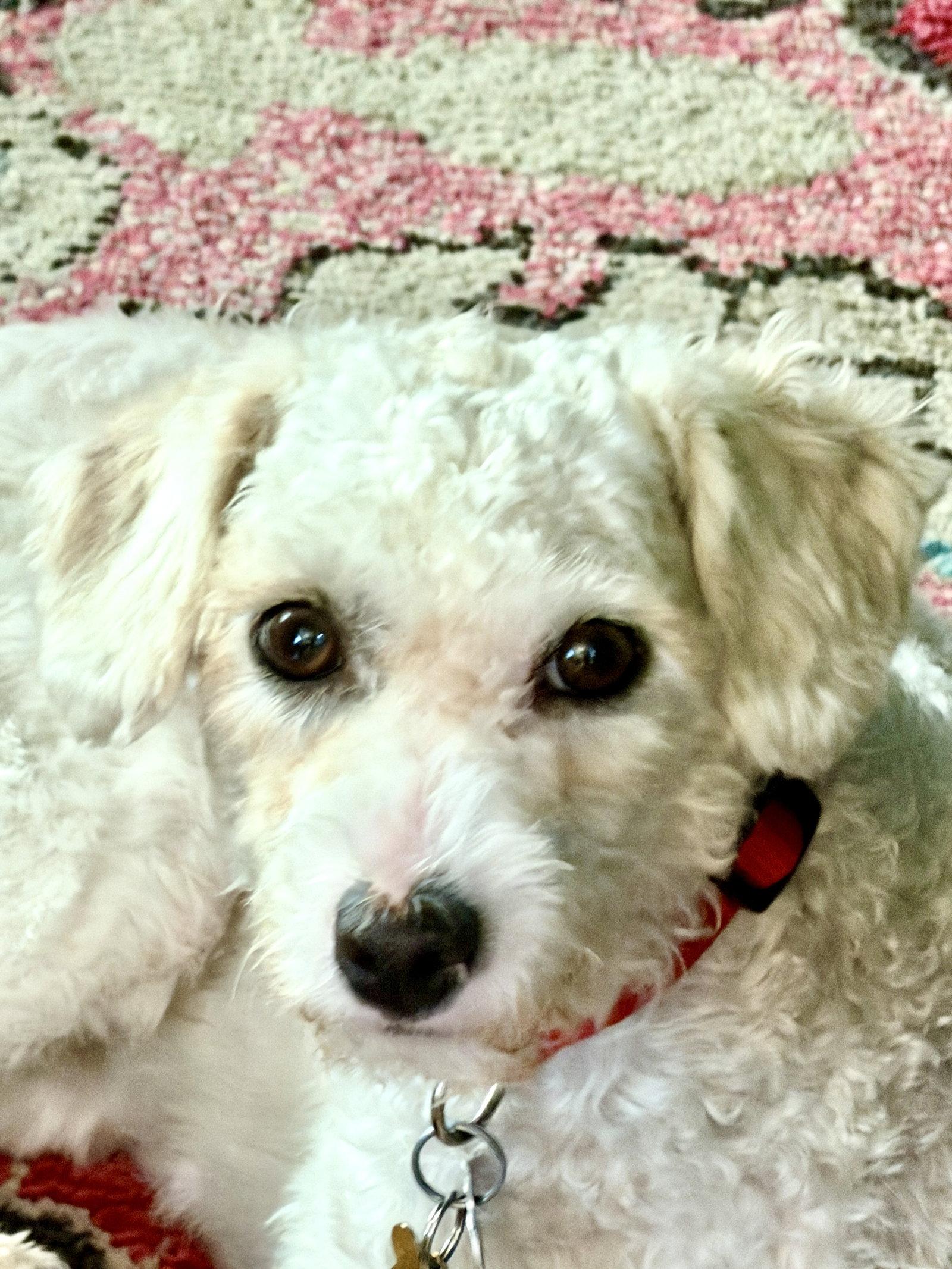 Marta, a Adopted Poodle in Los Angeles, CA image 2/3