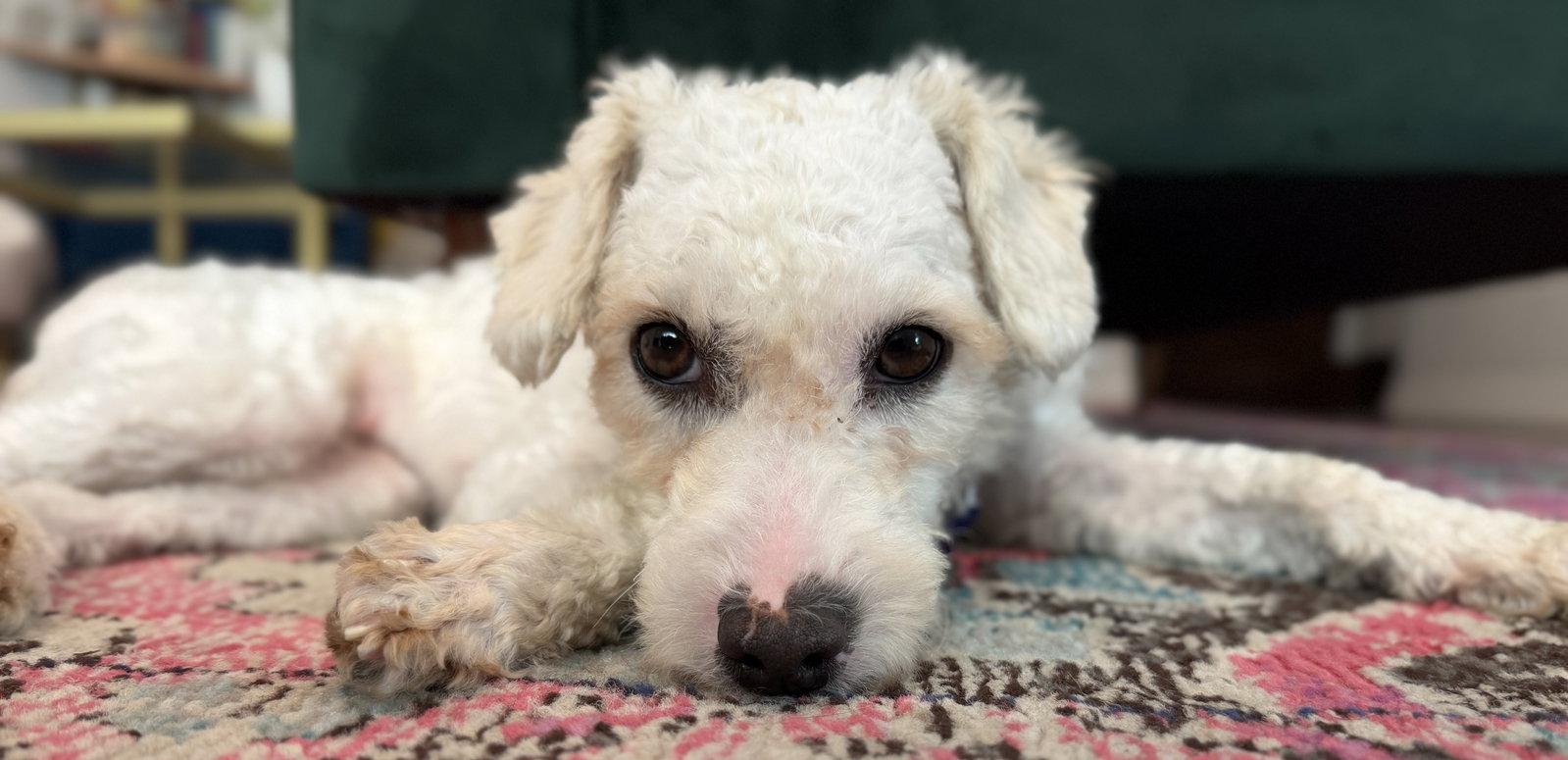 Marta, a Adopted Poodle in Los Angeles, CA image 3/3