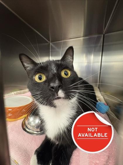 Justin, Adoptable, Adult Male Domestic Medium Hair & Domestic Short Hair.