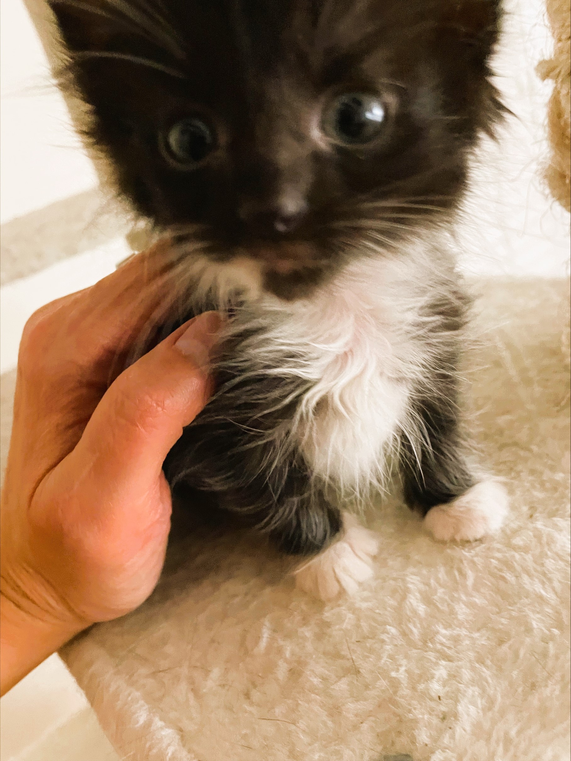Oreo, a Adopted Domestic Short Hair in Piscataway, NJ image 1/5
