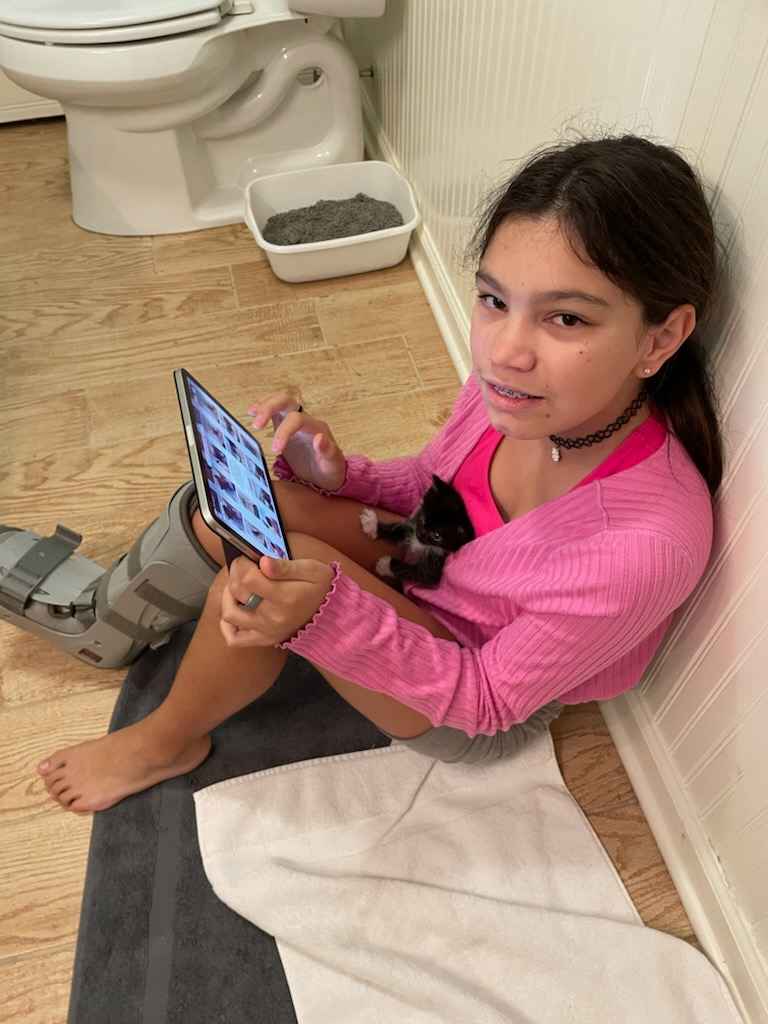 Oreo, a Adopted Domestic Short Hair in Piscataway, NJ image 2/5