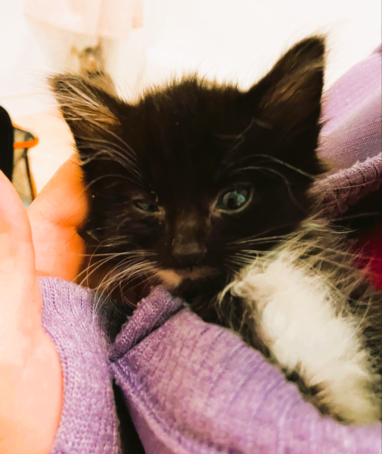 Oreo, a Adopted Domestic Short Hair in Piscataway, NJ image 3/5