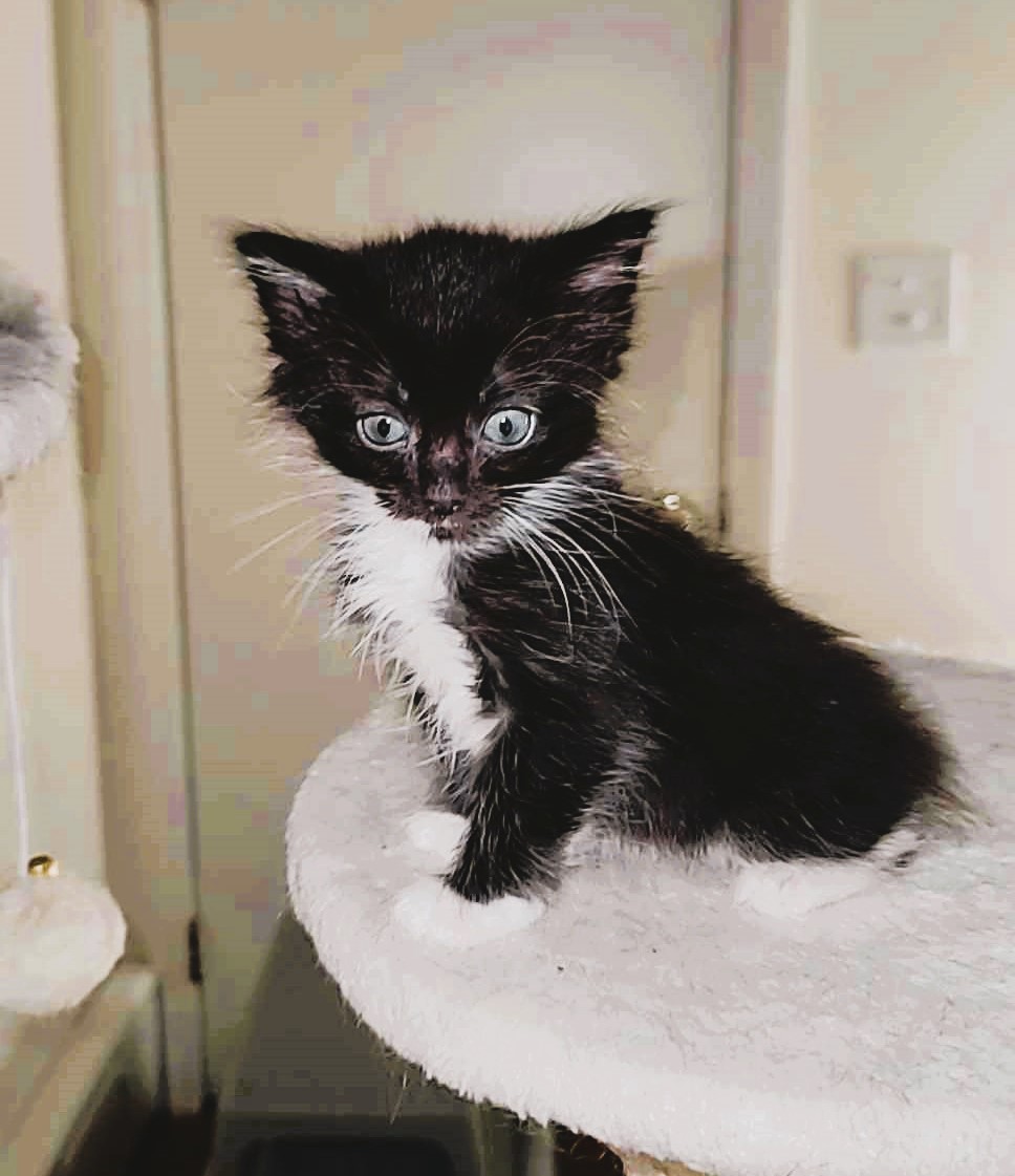 Oreo, a Adopted Domestic Short Hair in Piscataway, NJ image 4/5