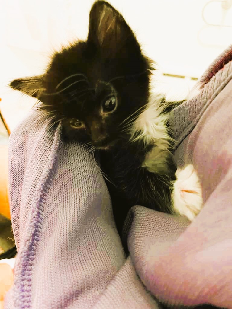 Oreo, a Adopted Domestic Short Hair in Piscataway, NJ image 5/5