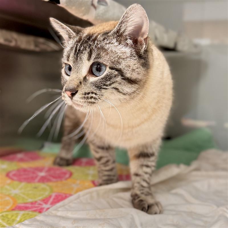 Bonk, adopted, Adult Female Siamese & Domestic Short Hair.