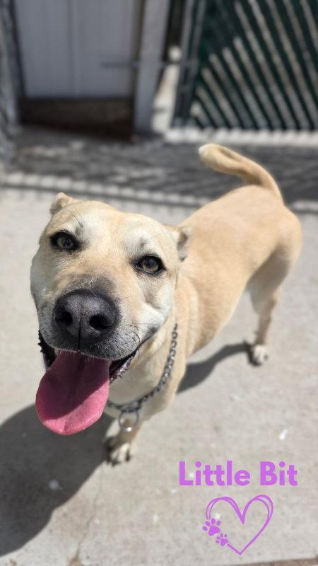 Little Bit, Adoptable, Adult Male Black Mouth Cur.