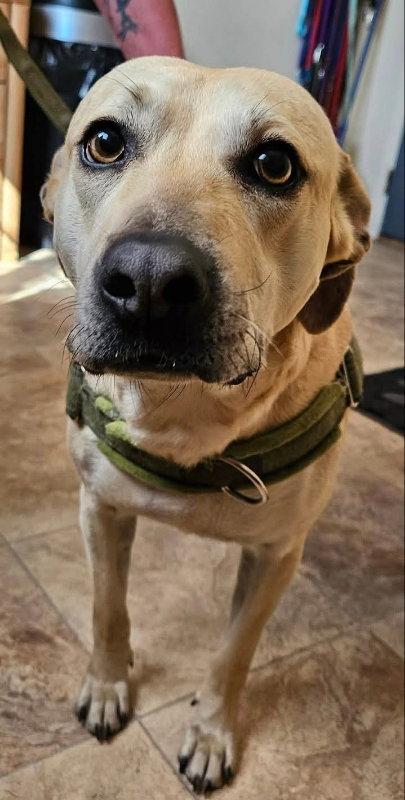 Enlarge Little Bit, a Adoptable Black Mouth Cur in Monte Vista, CO image 2/2