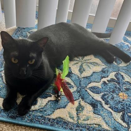 Gloria, Adoptable, Adult Female Domestic Short Hair & Domestic Short Hair.