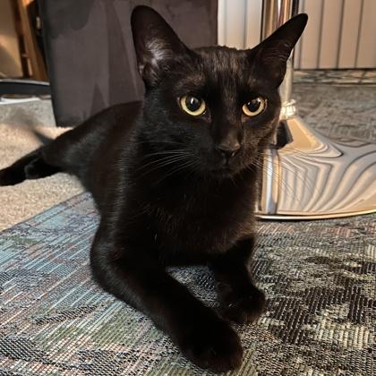 Gloria, Adoptable, Adult Female Domestic Short Hair & Domestic Short Hair.