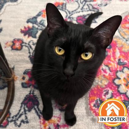 Enlarge Gloria, a Adoptable mixed breed in Merriam, KS image 3/3