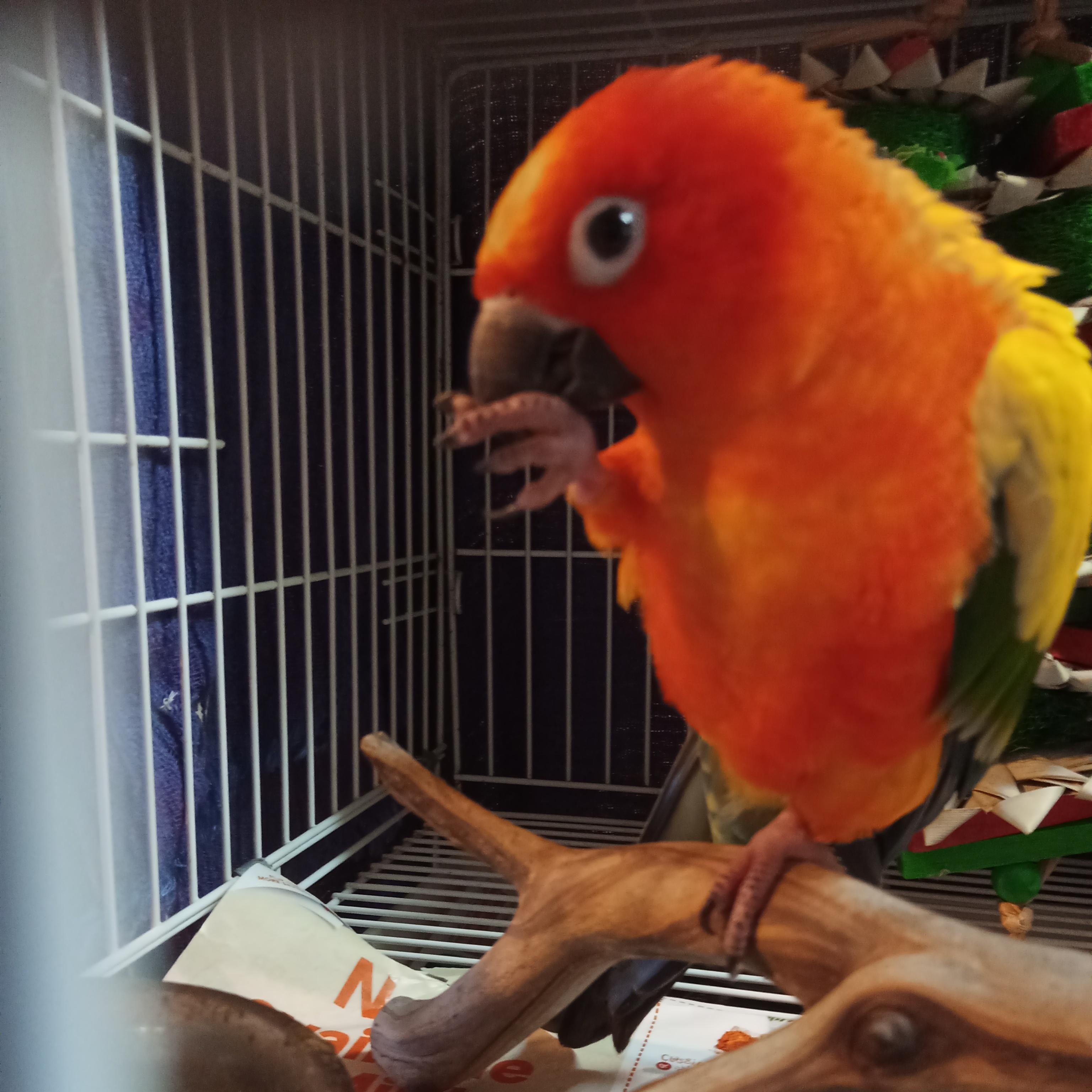 Enlarge Phyre, a Adoptable Conure in Modesto, CA image 2/2