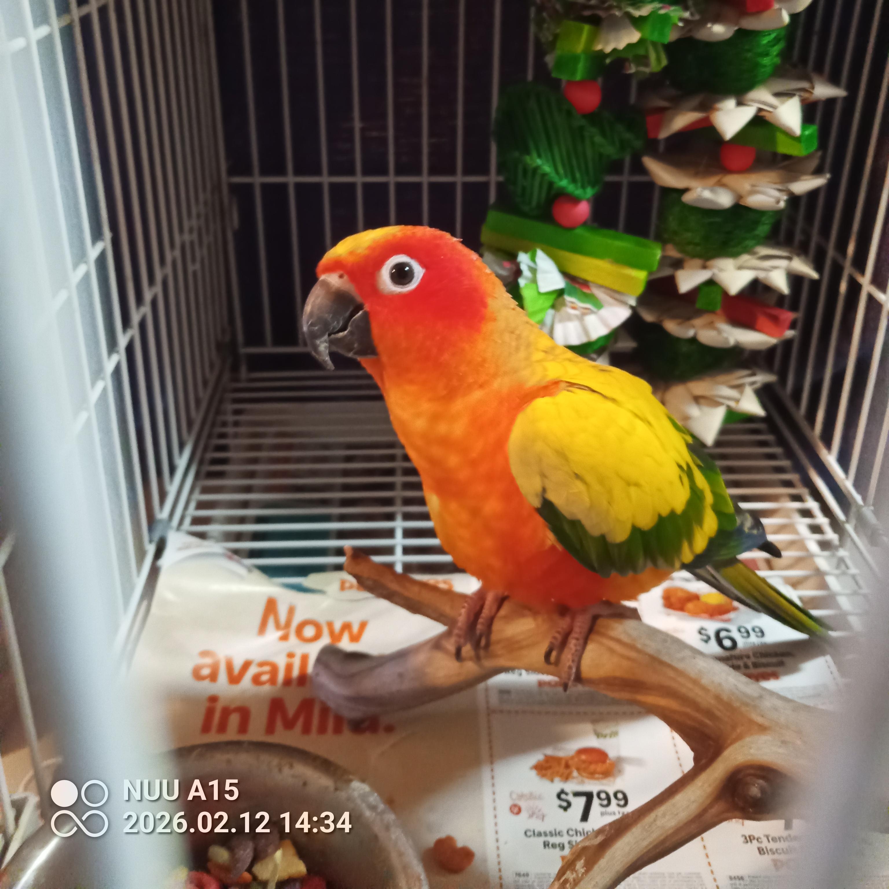 Enlarge Phyre, a Adoptable Conure in Modesto, CA image 1/2