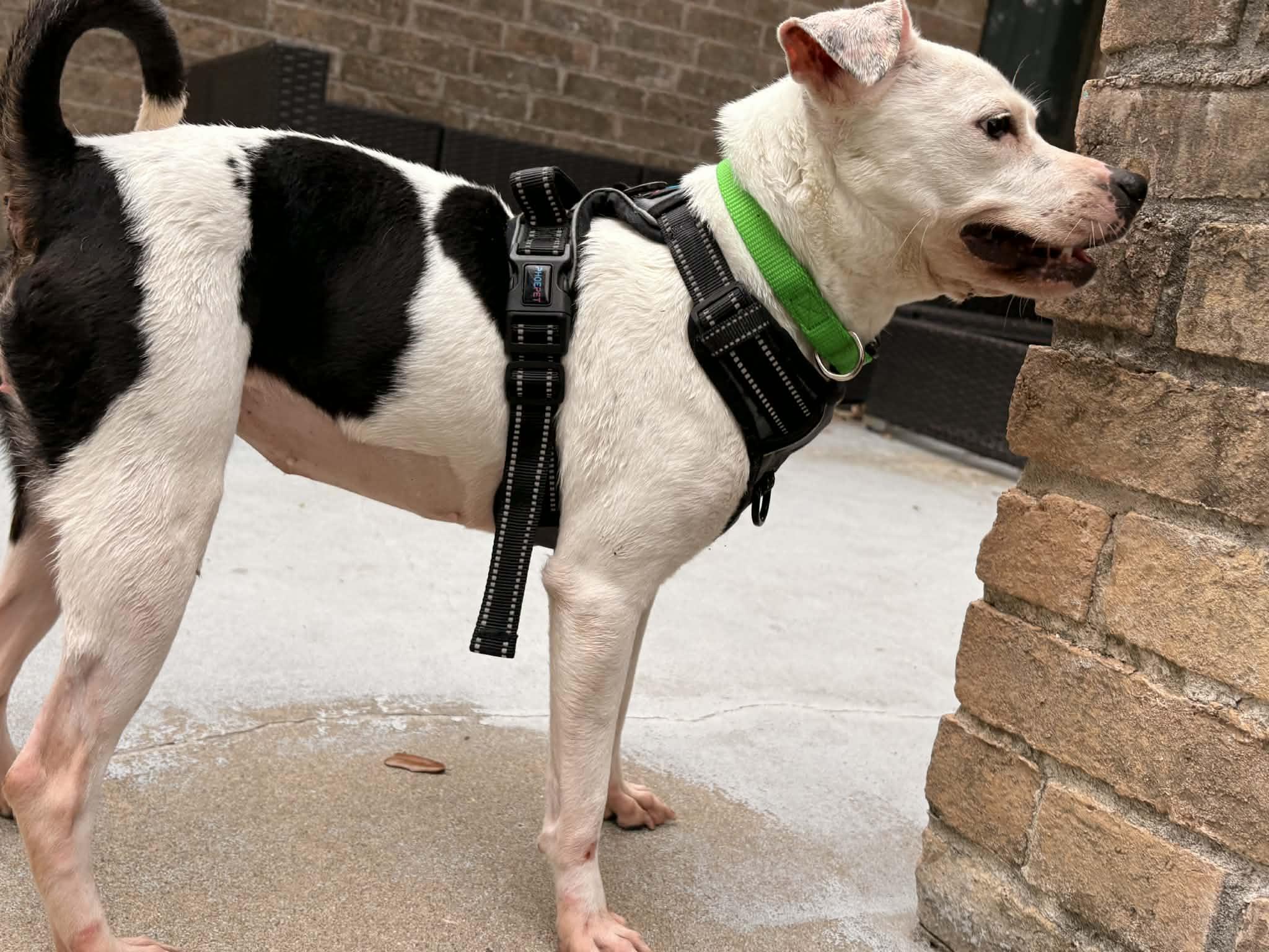 Luna , a ADOPTABLE mixed breed in Elkhorn, WI image 4/4